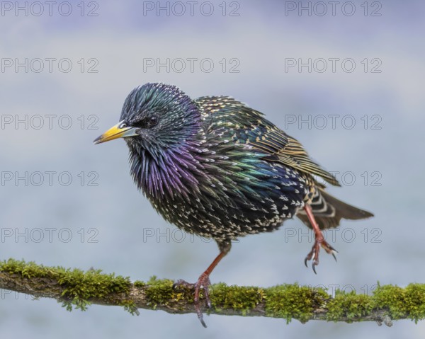 Starling (Sturnus vulgaris) in spring plumage standing one-legged on a rotten branch, Hochrhein,