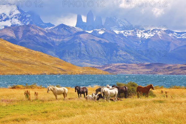 Beautiful thoroughbred horse grazing in a meadow near the lake. On the horizon, towering cliffs