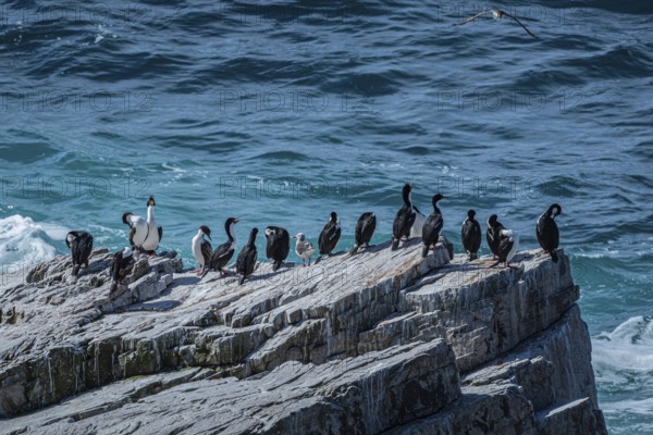 Blue-eyed Cormorant (Phalacrocorax atriceps), also Imperial shag, on a cliff by the sea, Pebble