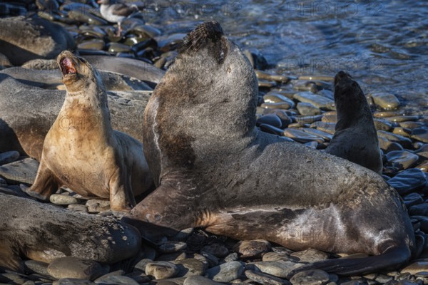 Maned seals (Otaria flavescens) showing readiness to mate, Bleaker Island, Falkland Islands, Great