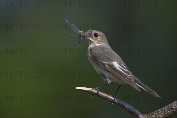 Animals, birds, songbirds, pied flycatcher, (Ficedula hypoleuca), biotope, habitat, perch,