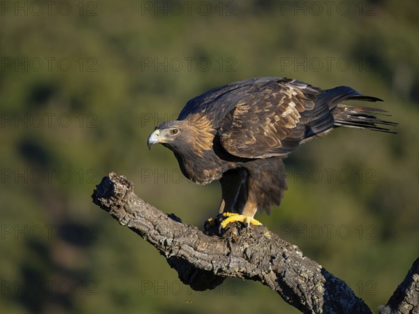 Golden Eagle, (Aquila chrysaetos), bird of prey, hawk family, perch, biotope, habitat, foraging, El