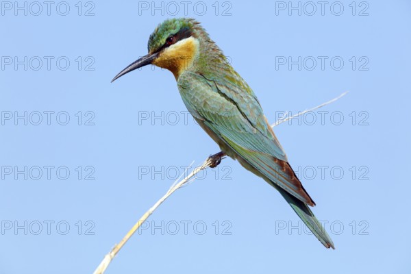 Blue-cheeked Bee-eater, (Merops persicus), family of bee-eaters, bird on perch, Muntasar oasis,