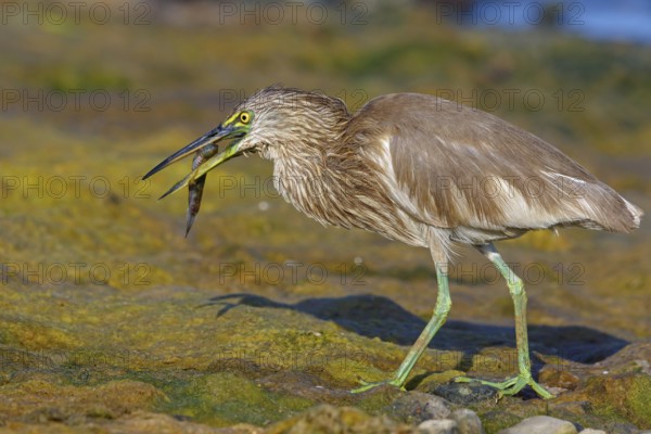Animal, animals, bird, birds, heron, paddy heron, (Ardeola grayii), heron family, biotope, habitat,