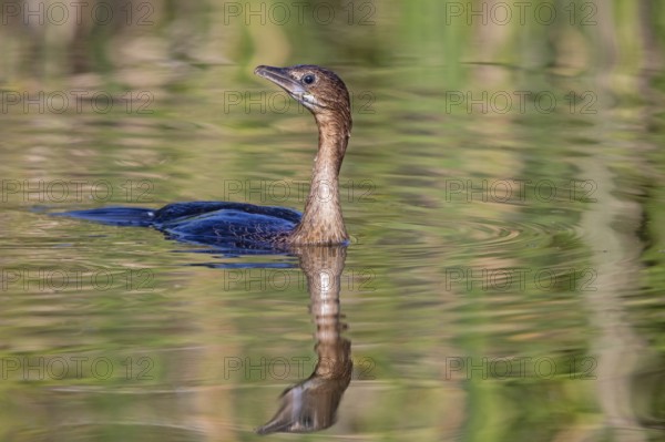 Animals, birds, Pygmy Cormorant, (Phalacrocorax pygmeus), biotope, habitat, swims in water,
