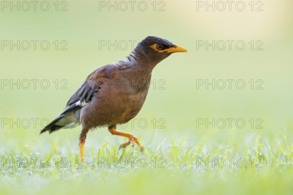 Shepherd's mynah, (Acridotheres tristis), animals, birds, perch, biotope, habitat, foraging Muscat,