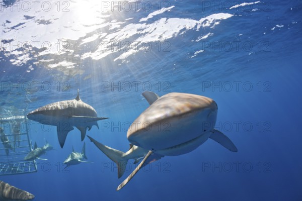 Galapagos sharks, Carcharhinus galapagensis, Oahu, Pacific, Hawaii, USA