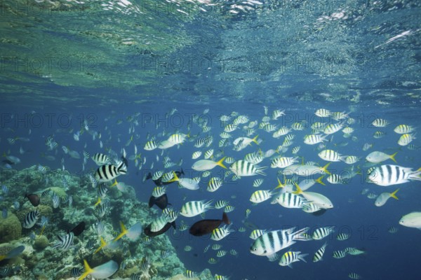 Shoal of coral fish, Micronesia, Palau