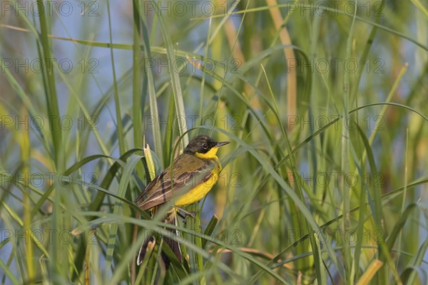 Masked wagtail, (Motacilla flava feldegg), (Motacilla feldegg), Yellow wagtail, Yellow wagtail,