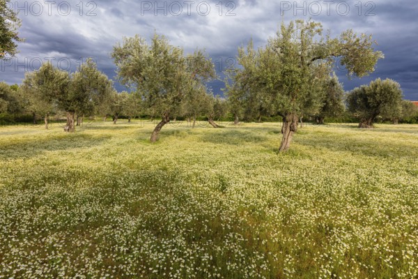 Landscape, Greece, thunderstorm, thunderstorm atmosphere, olive tree, olive grove. Olive, flower