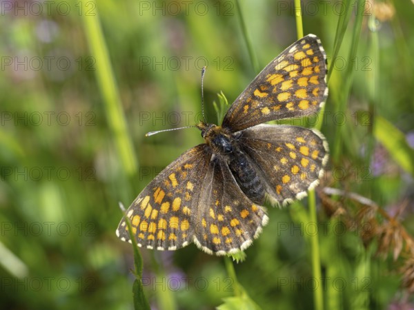 Fritillary butterfly, Common fritillary, (Melitaea athalia), butterfly, butterflies, moths, insect,