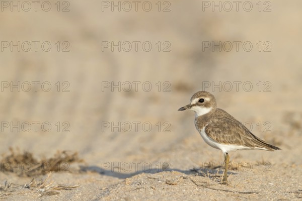 Desert plover, (Charadrius leschenaultii), animals, birds, biotope, habitat, foraging, Middle East,