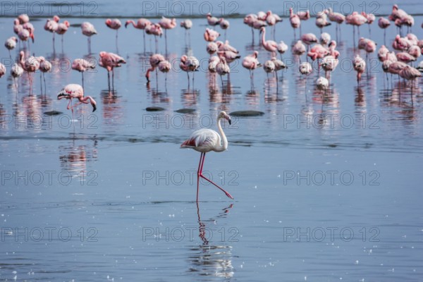 Soloist. Flock of white and pink flamingos feed themselves in coastal silt. Namibia. Sunrise.
