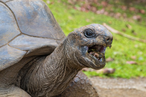 Aldabra giant tortoise (Aldabrachelys gigantea, Syn.:Geochelone gigantea, Dipsochelys elephantina,