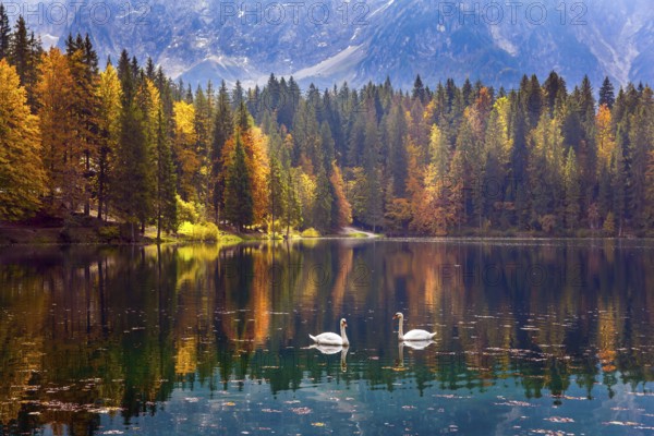 Lake Fuzine. Magnificent colors of autumn. Pair of white swans on the smooth water of the lake.