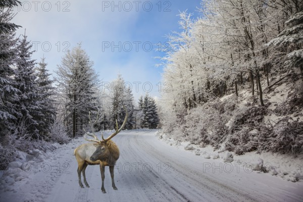 The snow-covered road in the northern Christmas wood. The red deer with branchy horns costs on a