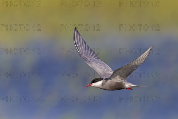 White-bearded Tern, (Chlidonias hybridus, Chlidonias hybrida, family of terns, flight, biotope,