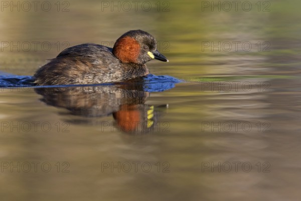Little grebe, (Tachybaptus ruficollis), (Podiceps ruficollis), animals, birds, grebe family, swims