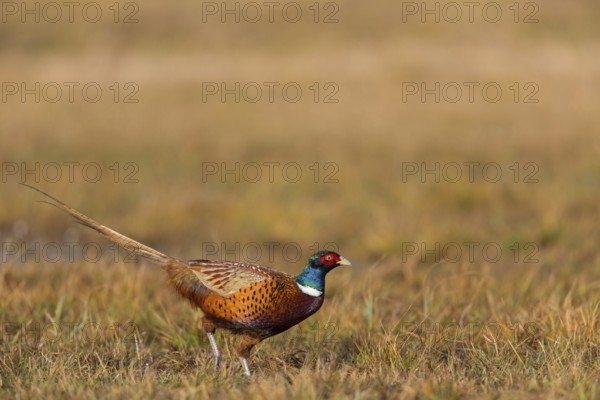 Pheasant, cock, male, (Phasianus colchicus), animals, birds, chicken family, centrapole, Kutno,