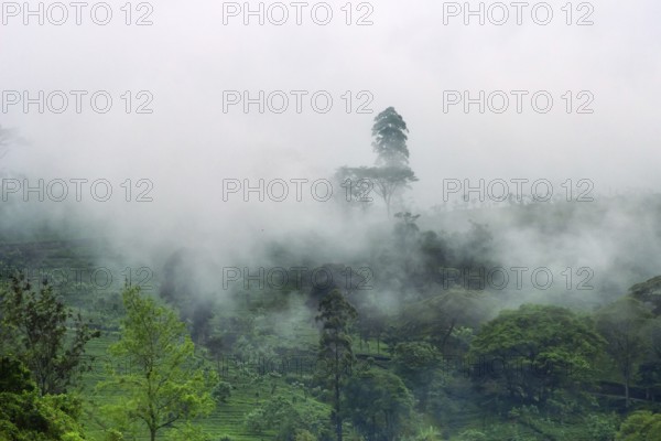Central plateau in Sri Lanka. The cloudy mountains are covered with meadows and rain forest and