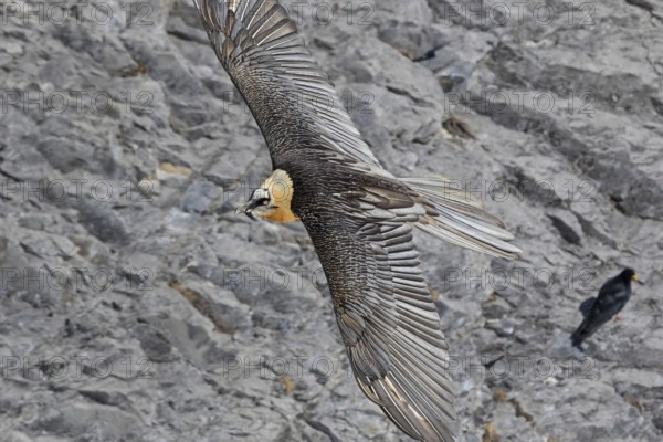 Bearded vulture, lammergeier, (Gypaetus barbatus), (Gypaetus barbatus meridionalis), flight photo,