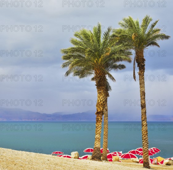 Three picturesque palm trees and bright red beach canopies on a beach of the Dead Sea in a