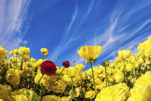 Lush yellow garden buttercups ranunculus in a kibbutz field with a magnificent carpet. Sea of