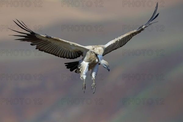 Cape Vulture, also cape griffon (Gyps coprotheres), flight photo, Giant's Castle Hide,