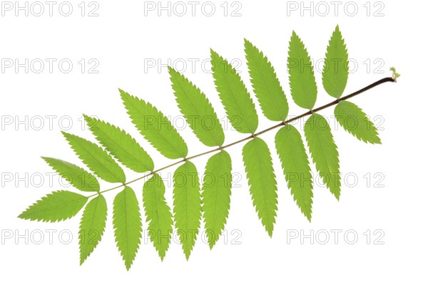 Rowan (Sorbus aucuparia) one leaf isolated against a white background Rowan leaf (Sorbus aucuparia)