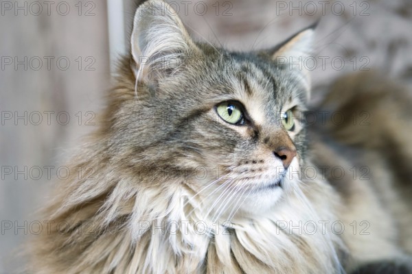 Maine Coon cat, portrait, pedigree cat, animals, mammals, resting, Maine-Coon, pet, domestic cat,