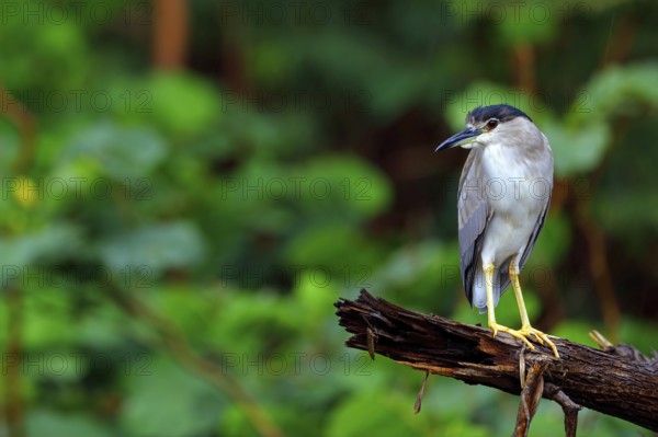 Black-crowned black crowned night heron (Nycticorax nycticorax), Bihoreau gris, HÈron bihoreau,