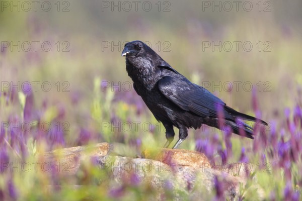 Raven, Common Raven, Raven, (Corvus cor), Grand Corbeau, Hides De Calera / Valley Hide, Calera Y