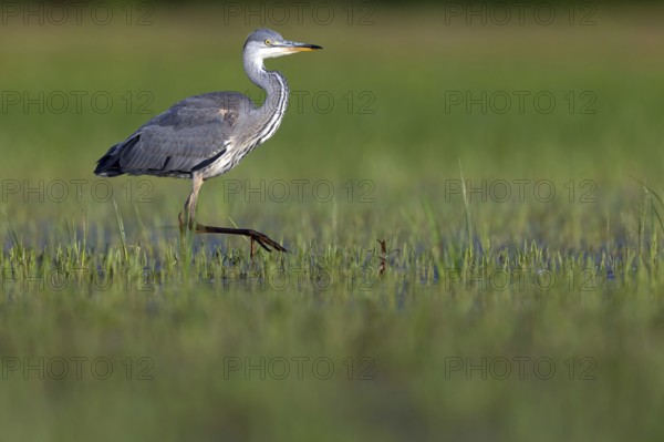 Grey grey heron (Ardea cinerea), Foraging, Boat Trip, Tiszaalpár, Kiskunsági National Park,