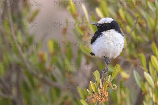 Arabian wheatear, Arabian wheatear, (Oenanthe lugentoide, Middle East, Oman, Jabal Samhan, Salalah,