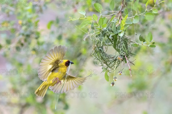 Ruppell's Weaver, Rueppell's Weaver, (Ploceus galbula), weaver bird building a nest, weaver birds,