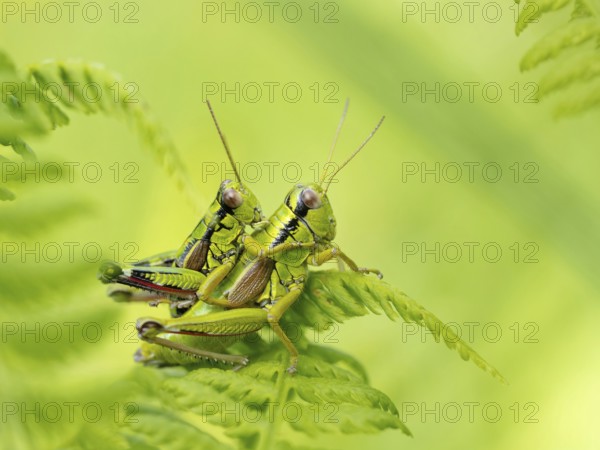 Green mountain grasshopper (Miramella alpina), Grasshopper, Green Mountain Grasshopper,