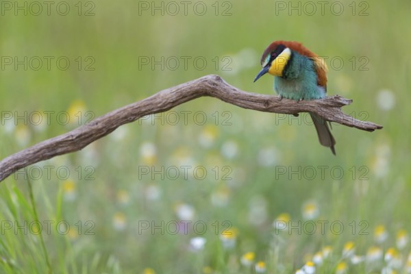 Bee-eater, (Merops apiaster), perch, individual, wild flowers, Tiszaalp-r, Kiskuns-gi National