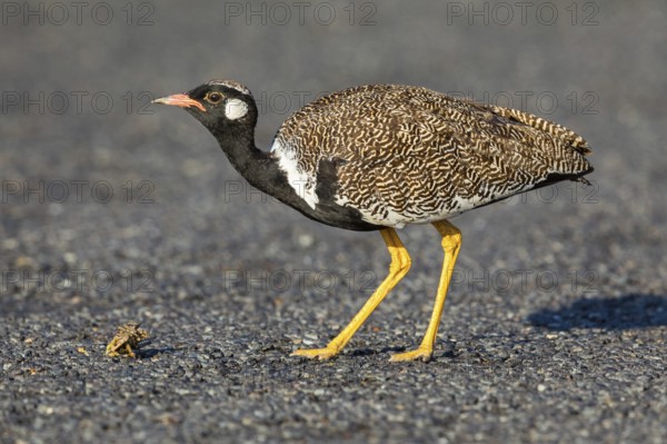 Black bustard (Afrotis afra), Afrotis atra, Eupodotis afra, Black Bustard, Southern Black Korhaan,