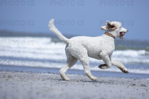 A white dog, King Poodle runs along the beach while the sea rushes in the background, Groede,