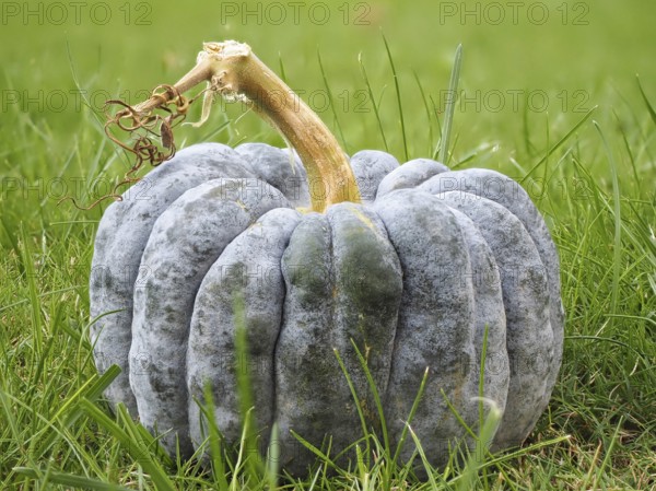 Pumpkin family (Cucurbitaceae), ornamental pumpkin, blurred background, North Rhine-Westphalia,