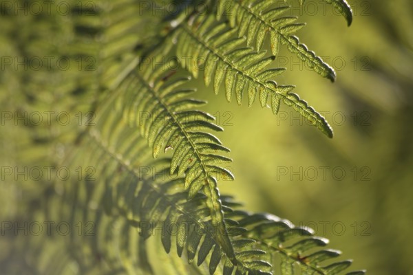 Fern fronds against the light
