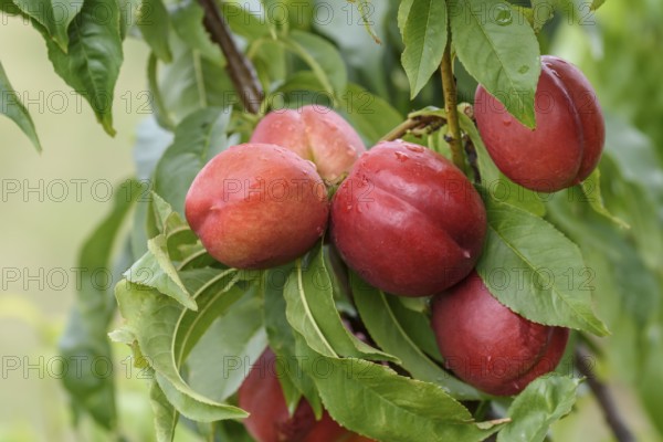 Nectarine (Prunus persica SUPER CRIMSON), Baum- und Rebschule Schreiber KG, Poysdorf, Lower