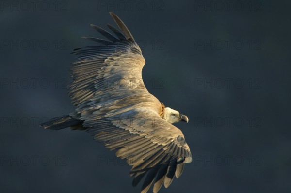 Griffon Vulture, Eurasian Griffon Vulture, Griffon Vulture, Eurasian Griffon, (Gyps fulvu), Vautour