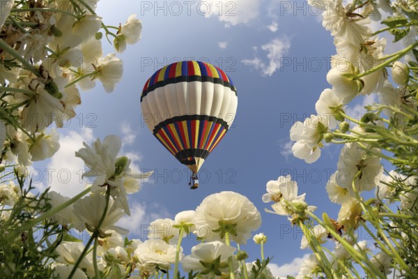 Picturesque field of white buttercups spring in the south. Big balloon flies over field of