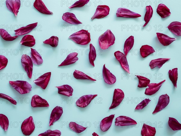 Red burgundy peony petals flat lay on blue background. Flower petals for minimal holiday concept.