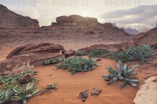 Felsige Formationen in der Wüste Wadi Rum, bewölkter Himmel über rotem Staub und Felsen,