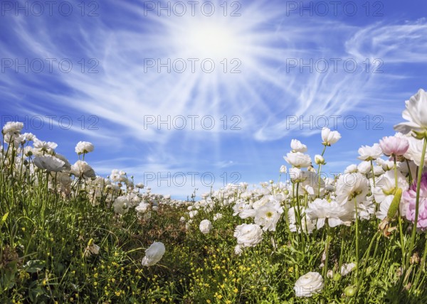 Picturesque fields of blooming large white ranunculus - buttercups. Hot sun and light clouds on a