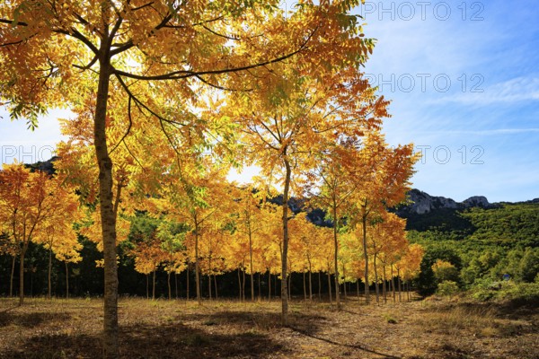 Beautiful autumn grove pierced by the sun's rays. Picturesque Basque country. Way from San