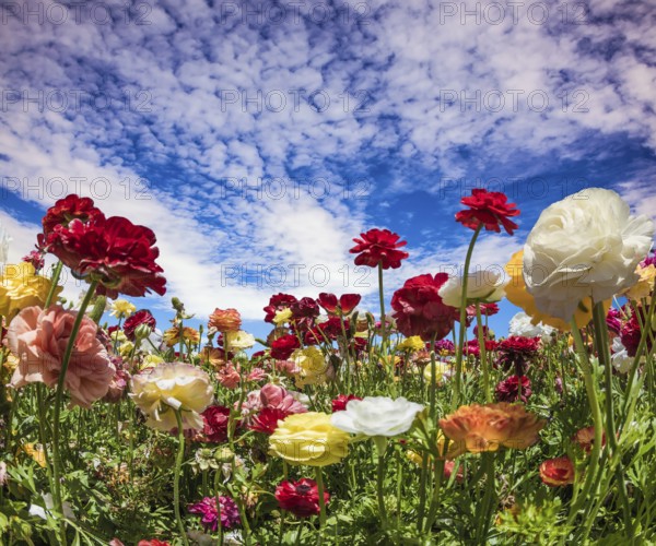 Spring holiday greeting postcard. Multi-colored buttercups sway from the spring wind. Blooming