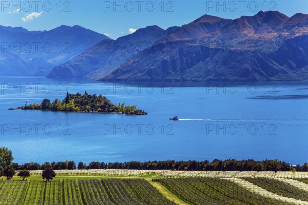 Adorable little island in the Lake Wanaka. Greeting postcard. Picturesque vineyard descends down to